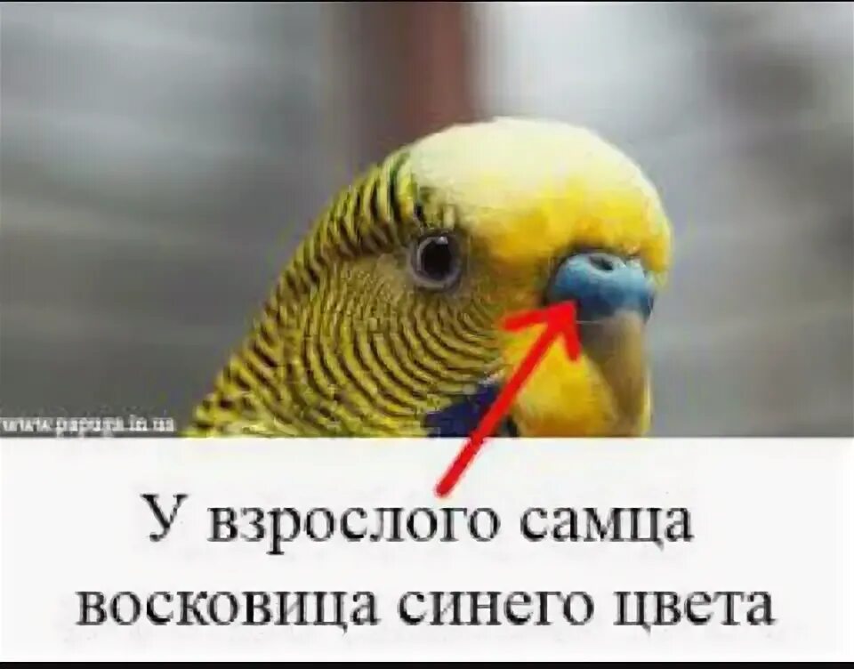 Звуки волнистых попугаев: что означают, слушать