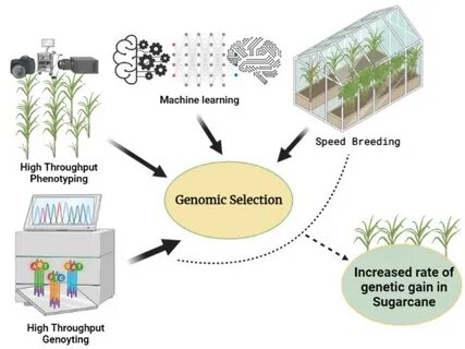 Plant selection