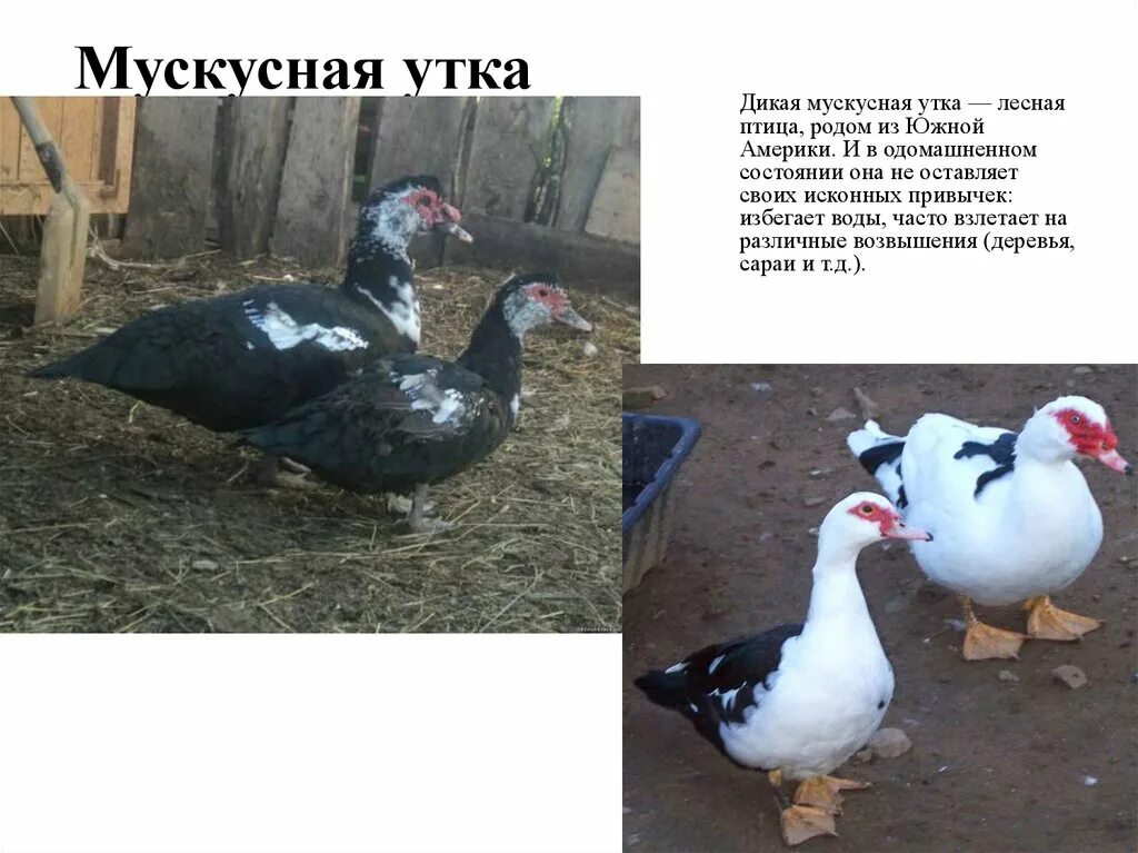 Мускусная утка описание характеристики. Бык. Индоутка мускусная. Мускусная утка описание характеристики. Мускусная утка и индоутка.