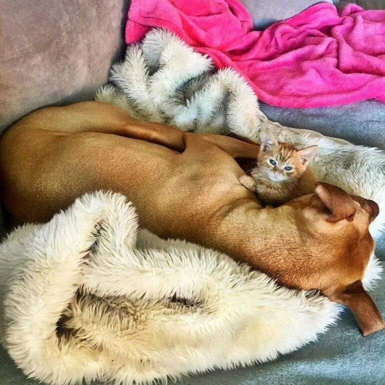 Коты любят хозяек