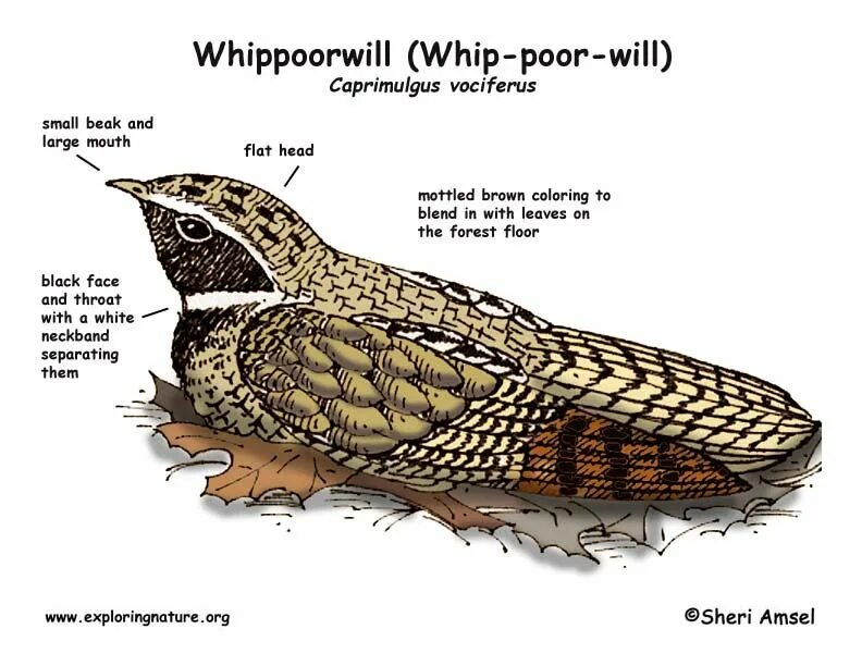 Whippoorwill. Poorwill птица. Antrostomus vociferus. Whip-poor-will.