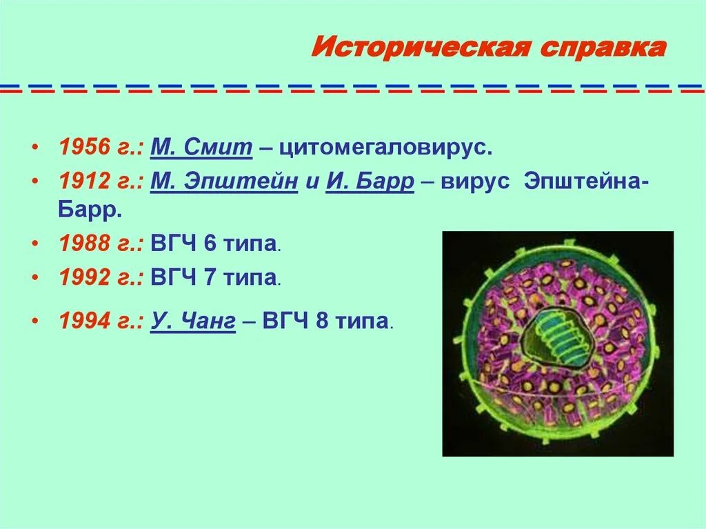 Строение вируса Эпштейна-Барр. Герпесвирус вирус Эпштейна-Барр. Структура вируса Эпштейна Барра. Структура вириона вируса Эпштейна-Барр. Вирус epstein barr virus