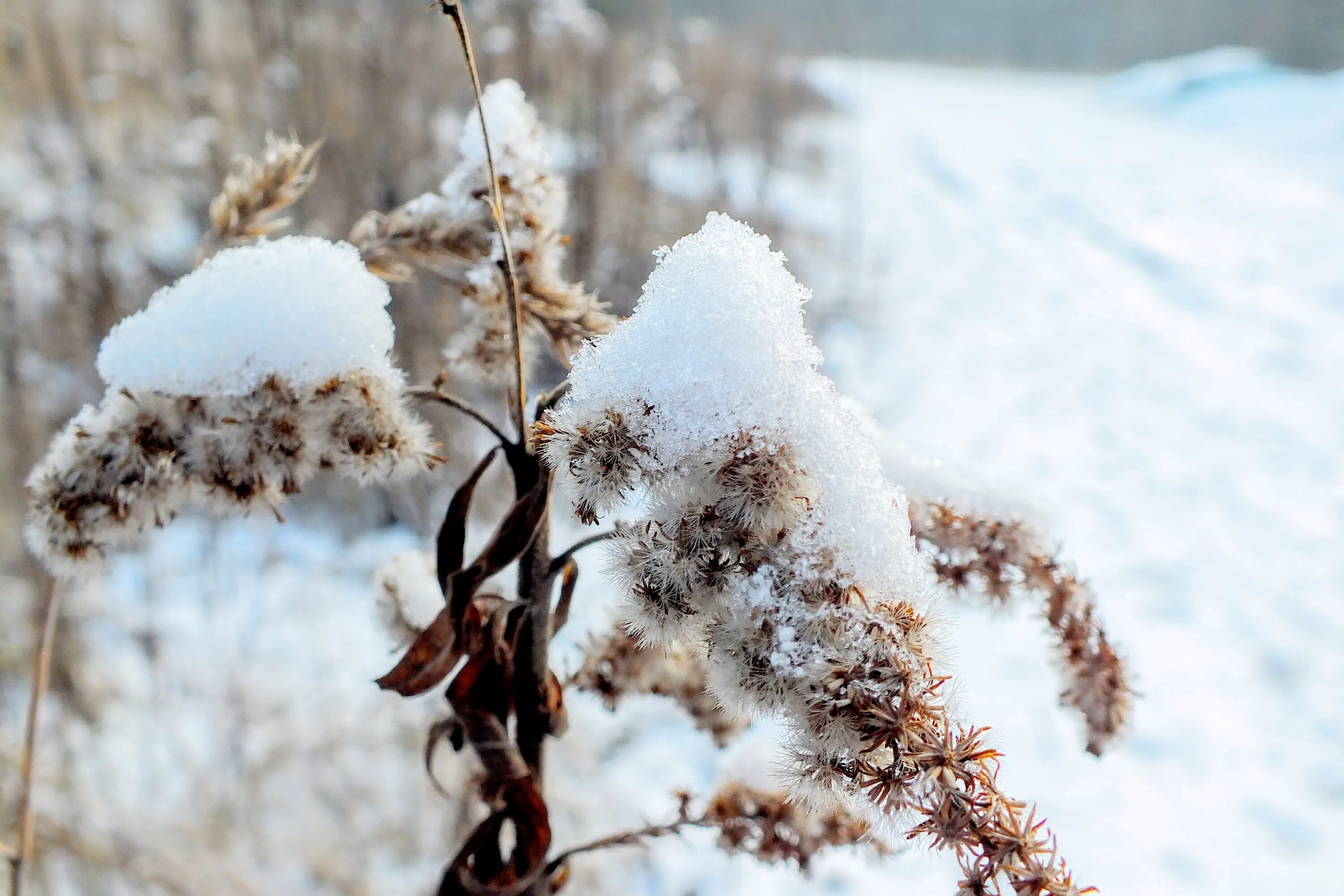 Время года зима изменения в жизни растений. Растения зимой. Трава зимой. Растения в снегу. Растения под снегом.