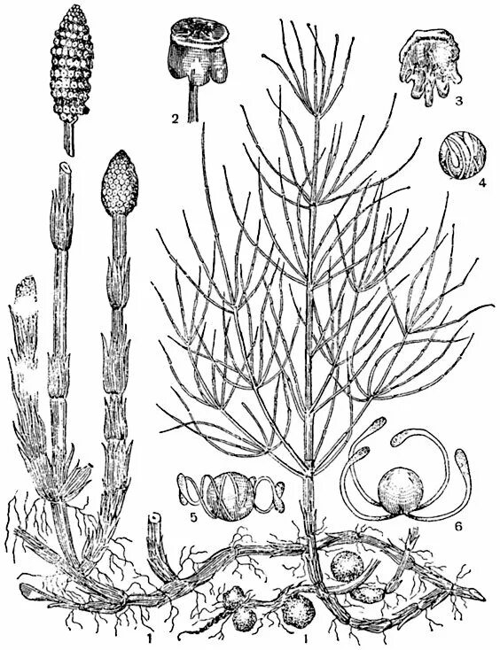 Хвощ спермий. Спорофилл хвоща полевого. Хвощ полевой заросток. Хвощ полевой зимующий побег. Хвощ полевой размножается.