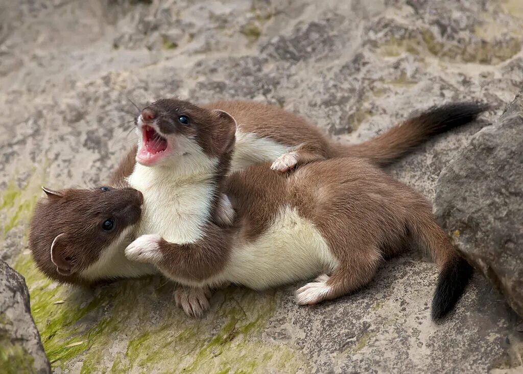 Ласка обыкновенная (Mustela nivalis). Горностай и ласка. Горностай самка. Горностай Таймыр. Спаривание белое