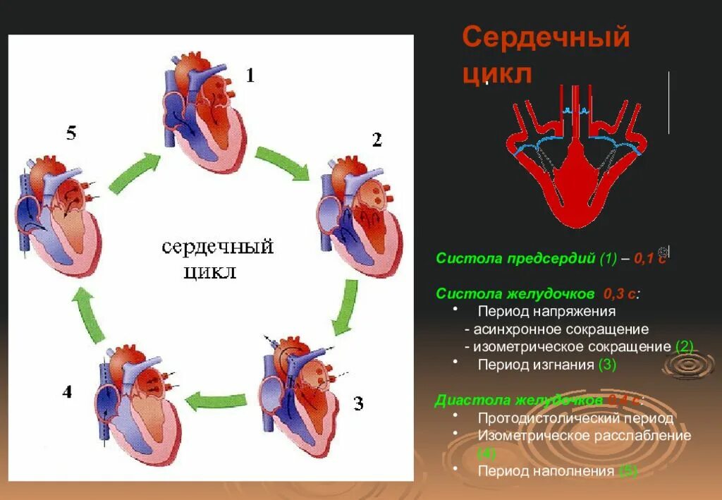 Систола желудочков длится дольше систолы предсердий. Систолы желудочков сердечного цикла. Систола желудочков предсердий и диастола. Сердечный цикл.фазы систолы диастолы желудочков. Систола желудочков сердечного цикла человека.