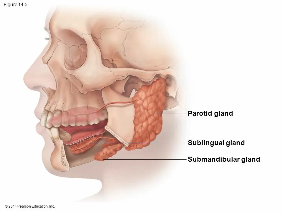 Submandibular Glands and Sublingual Glands.. Salivari Glands.