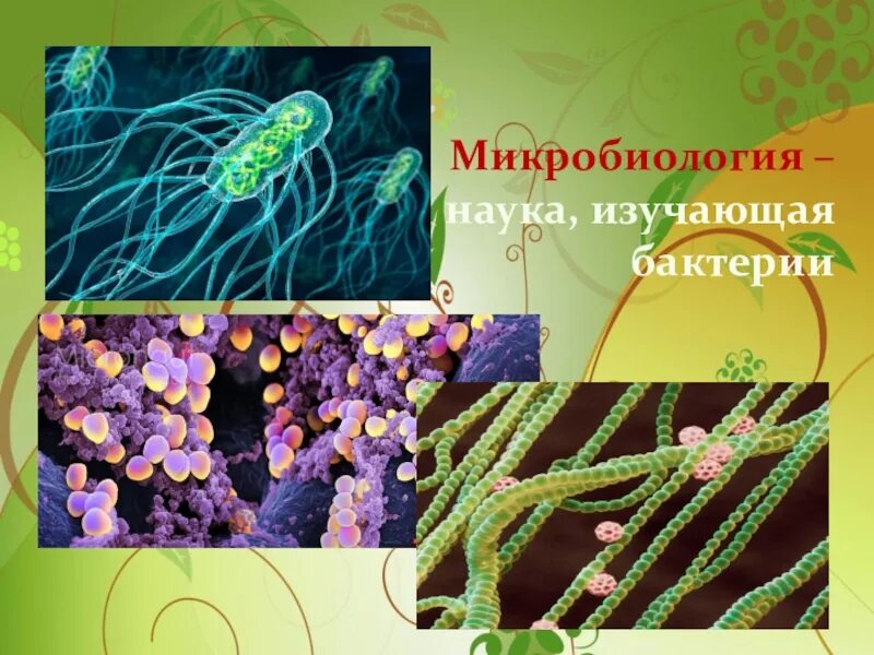 Наука изучающая вирусы. Микробиология это наука изучающая. Бактериология это наука о бактериях. Наука изучающая микроорганизмы. Бактерии микробиология.
