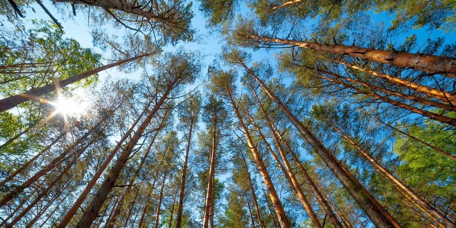 глэмпинг парк бабочка челябинская область. лес верхушки деревьев. лесное хозяйство. лесопромышленный комплекс россии ( лпк). лесопромышленный комплекс кировской области.