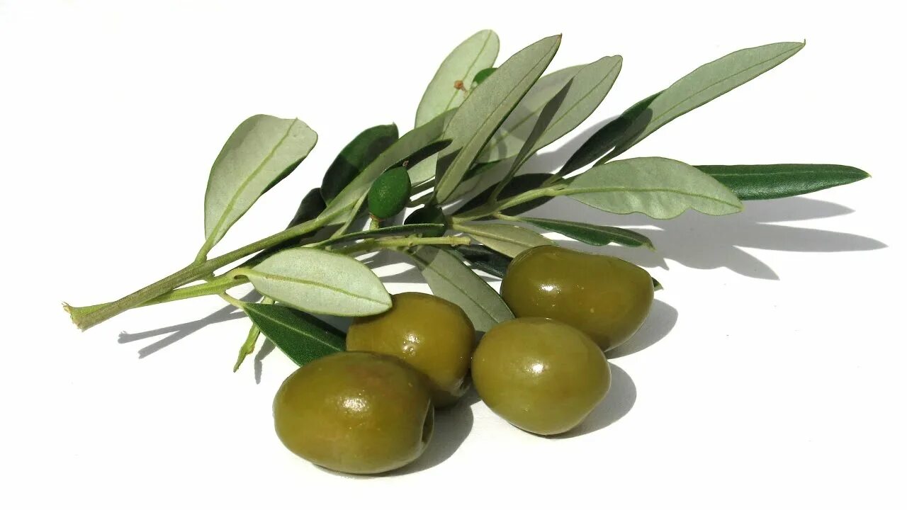 Olive natural. Креспо оливки. Маслины на ветке. Ветка оливы. Оливковая веточка.
