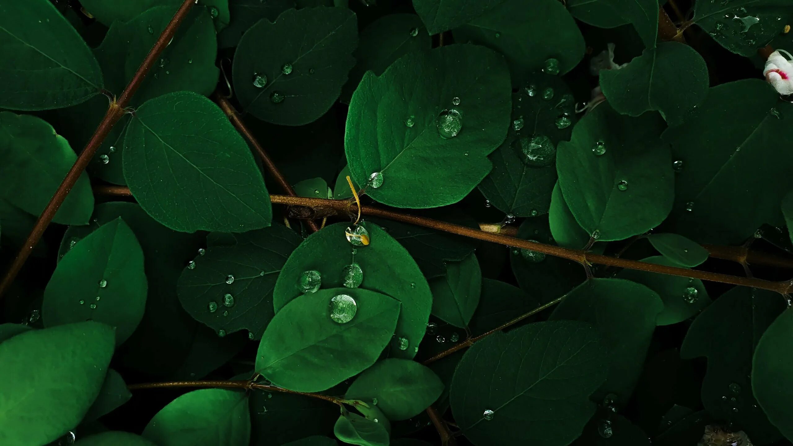 Leaves wallpaper