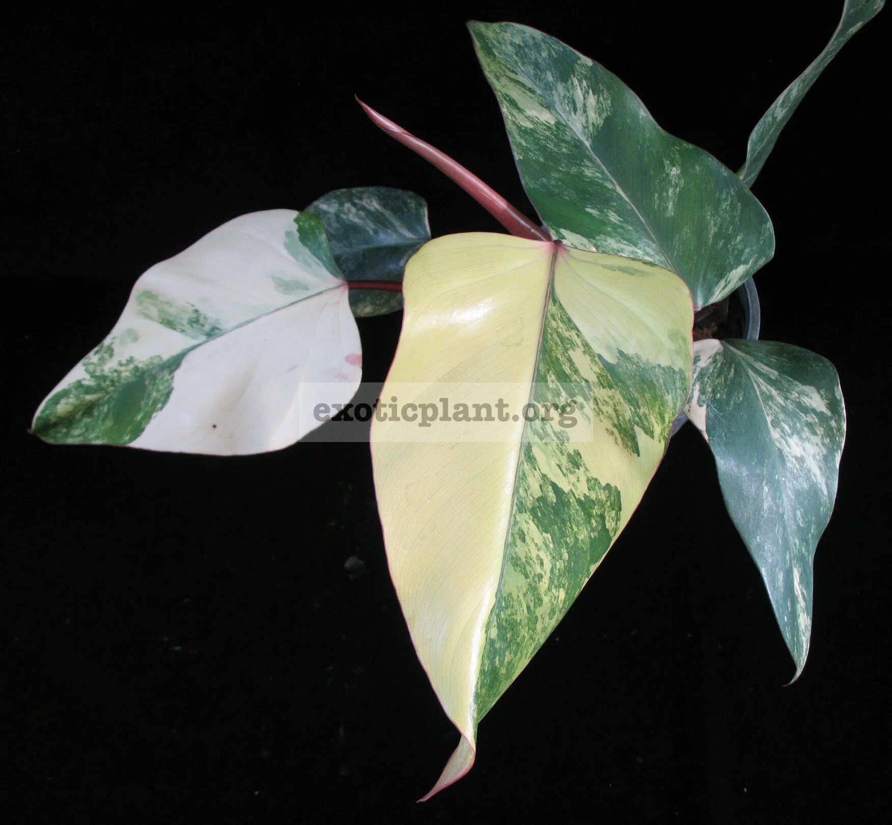 Филодендрон ред эмеральд. Филодендрон рэд эмиральд. Филодендрон ред эмеральд. Блэк эмеральд филодендрон. Филодендрон ред эмеральд.