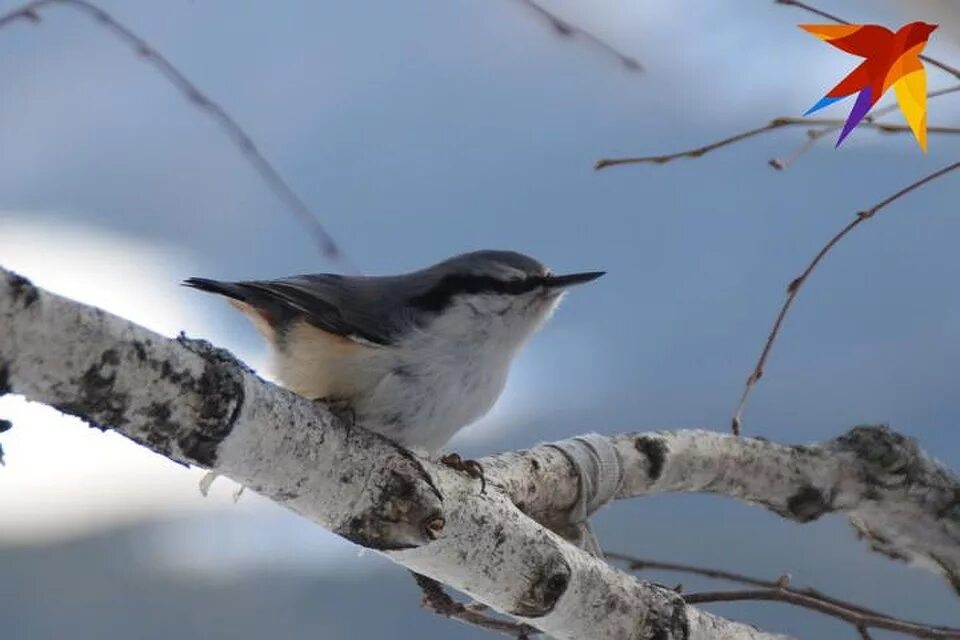 птицы горного алтая зимующие. птицы алтайского края зимой. весенние птички алтайского края. птицы алтайского края зимой. дубонос алтайский край.