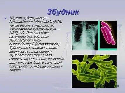 Известно что туберкулезная палочка вид