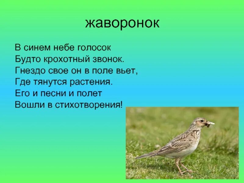 В синем небе голосок словно крохотный звонок. В синем небе крохотный голосок будто звонок. Загадка про желудь. В синем небе крохотный голосок будто звонок. В синем небе крохотный голосок будто звонок.