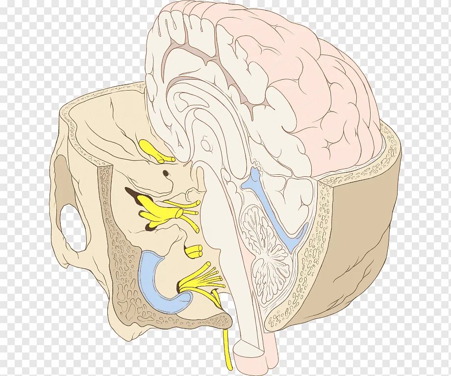 Мозг в черепной коробке. Мозг с ушами.