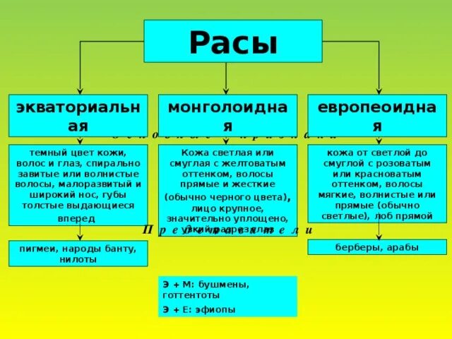 Расы человека 6 класс. Схема расы человека. Человеческие расы схема. Расы таблица по географии. Таблица по географии 7 класс расы.