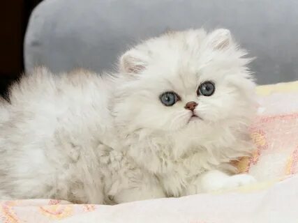 Персидская шиншилла