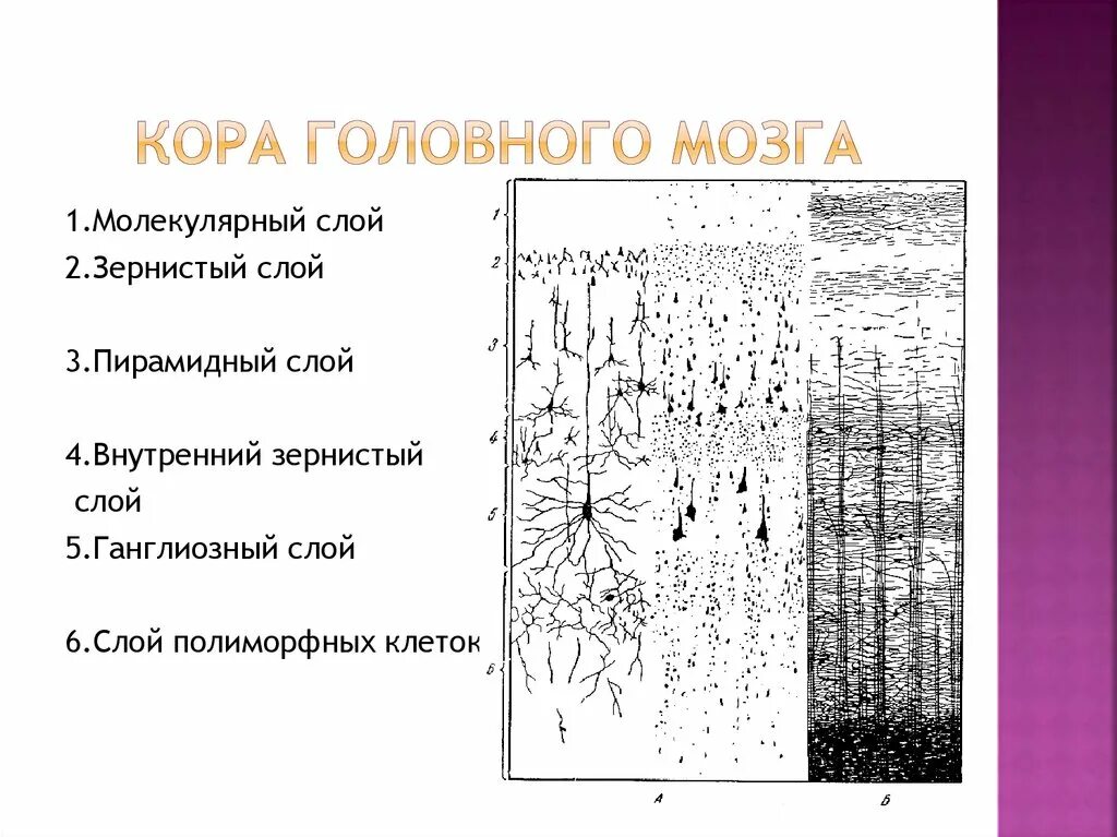 Слои коры полушарий. Глиоциты коры головного мозга. Глиоциты коры больших полушарий. Цито и миелоархитектоника коры большого мозга. Слои коры головного мозга.