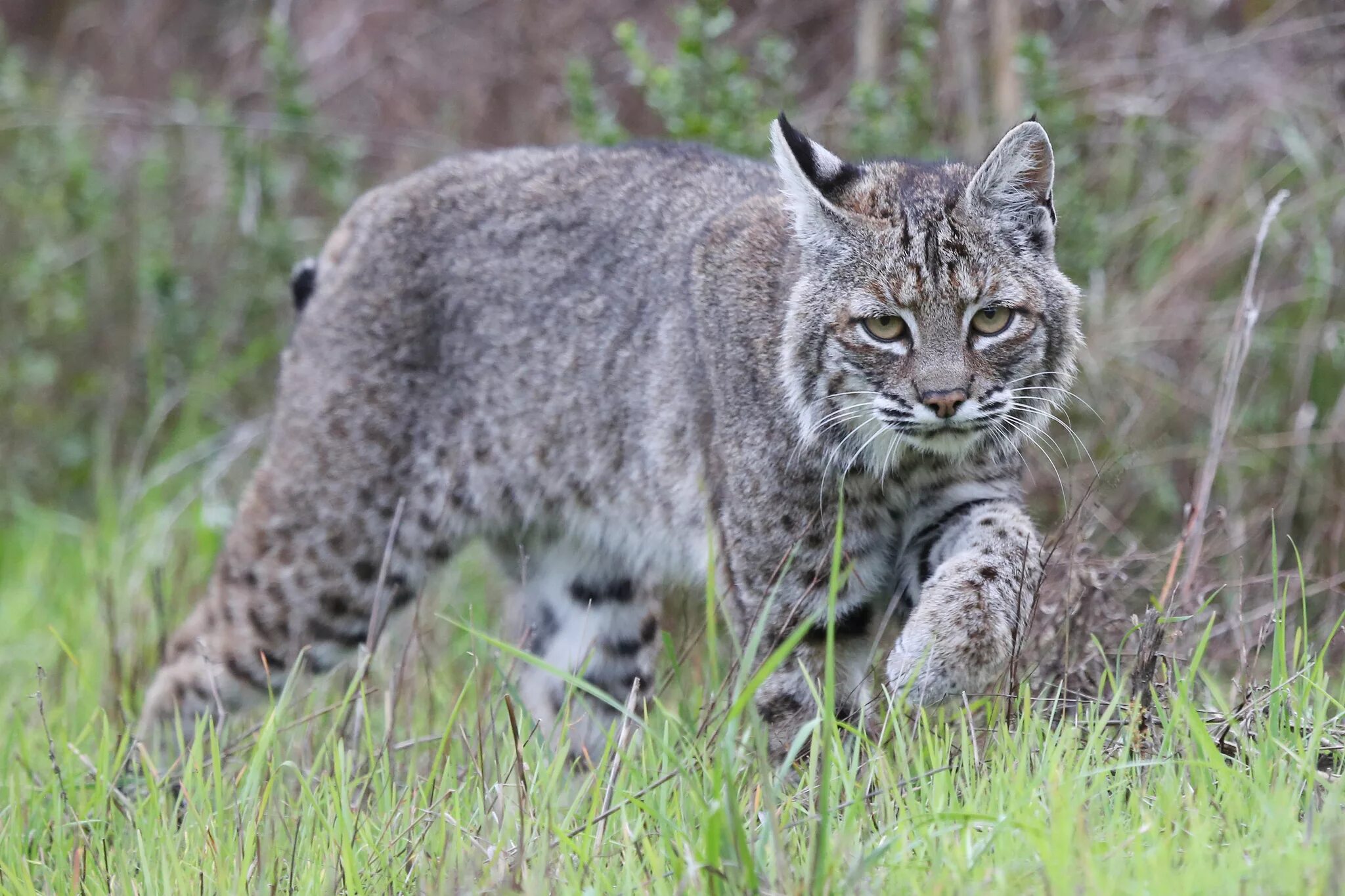 Разные рыси. Канадская Рысь Бобкэт. Lynx Рысь. Рысь Кавказская. Кавказская Рысь Краснодарского края.