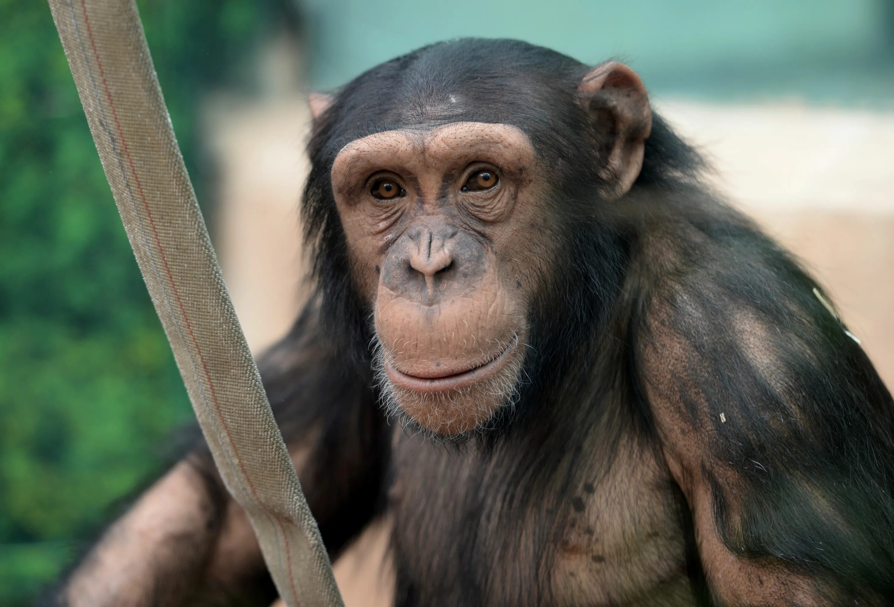 A chimp can перевод. Шимпанзе Чимп. Обезьяна Сигма. Обезьяна с губами. Обезьяна объясняет.