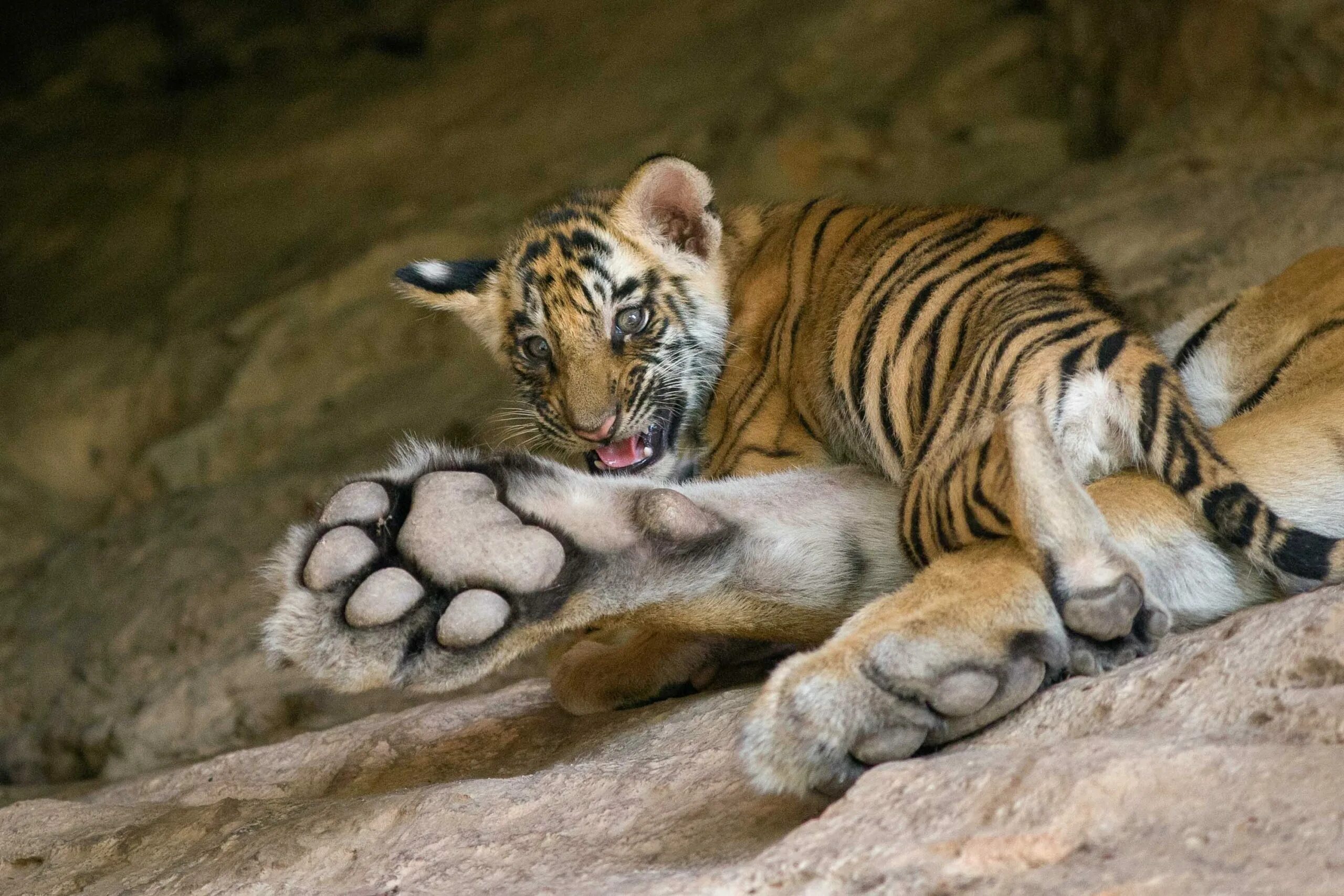 Cat foot. Тигр 500 * 500. Ноги тигра. Tiger feet. Ступня тигра.