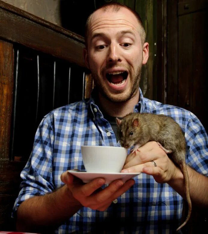 мужик крыса. тигровая крыса. лошадь крыса и свинья. мужчина крыса. крыса с огурцом.