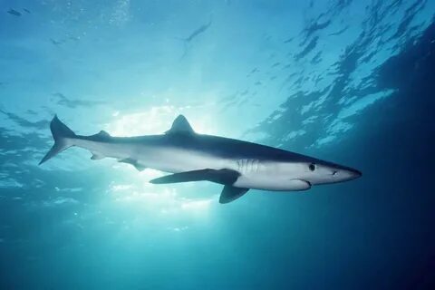 Shark around
