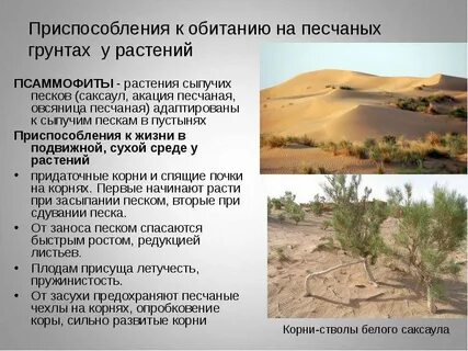 Псаммофиты места обитания приспособления примеры растений