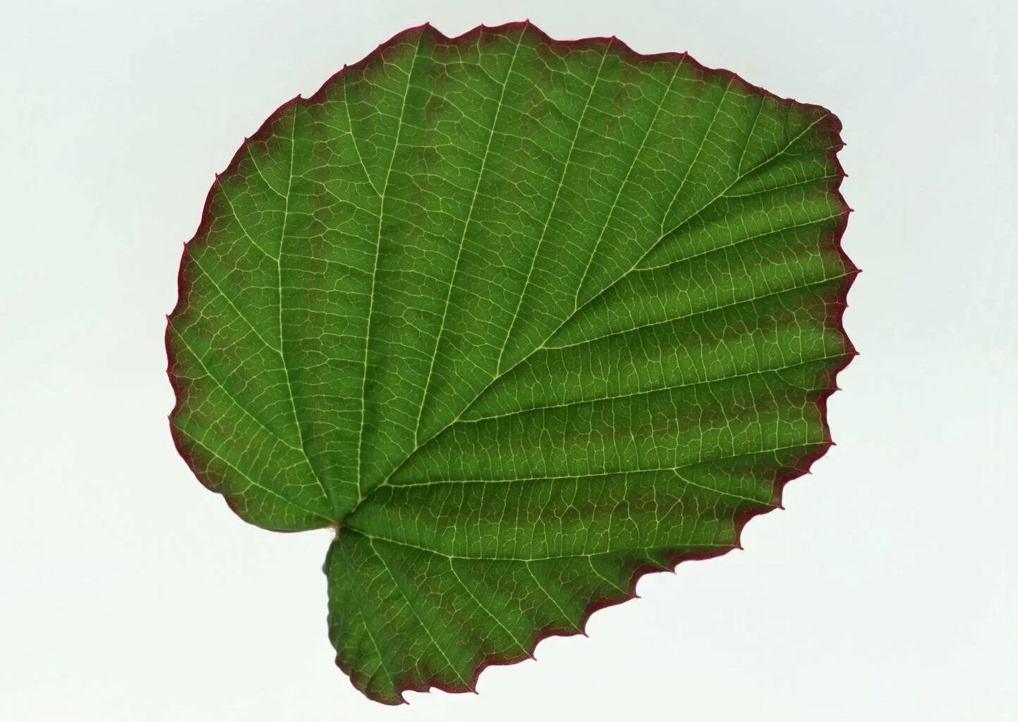 Какие листья сладкие. Лещина обыкновенная листья. Лист орешника лещина. Листья фундука. Орешник зеленый.
