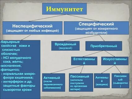 Специфический иммунитет характеристика