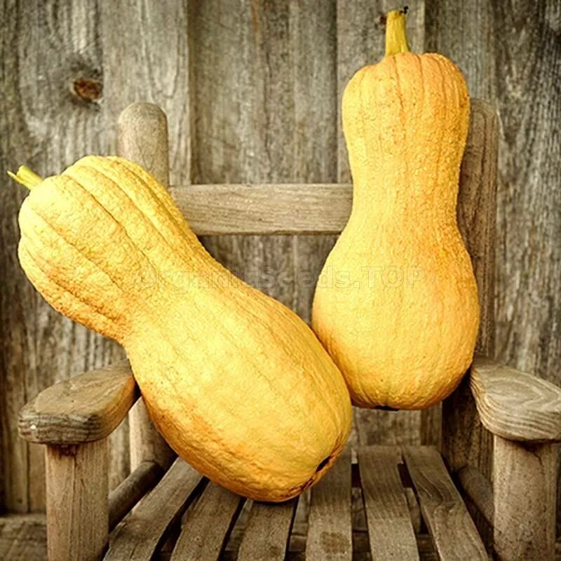 Тыква баттернат польза. Мускатная тыква при диабете. Тыква баттернат семена. Тыква баттернат цветение. Тыква мускатная арабатская.