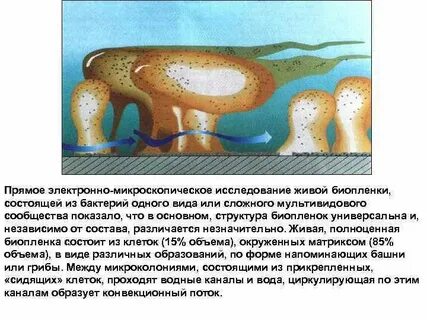 Биопленка полости рта