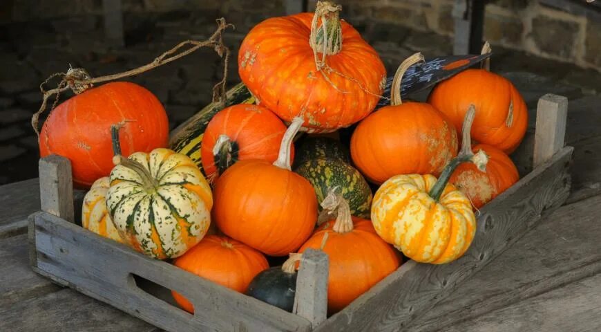 Сочетание тыквы с грибами. Осенние блюда. Цветовые сочетания с оранжевым. Сыроедение тыквы. С чем сочетается тыква.