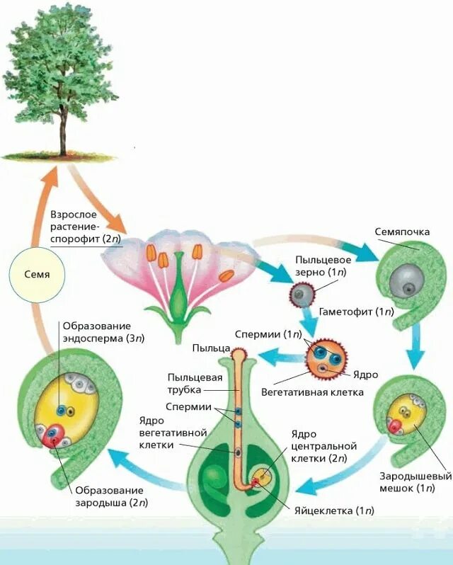 Цикл размножения покрытосеменных растений схема. Жизненный цикл покрытосеменных растений схема. Цикл развития покрытосеменных растений схема. Размножение покрытосеменных растений схема. Эндосперм семени образуется в результате