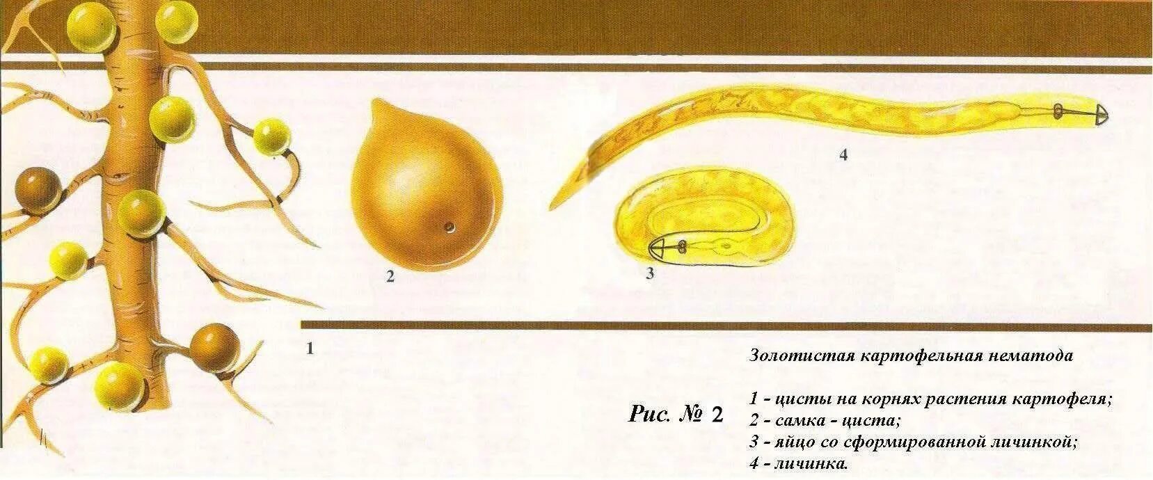 Золотистый картофельный. Золотая цистообразующая нематода. Золотистая цистообразующая картофельная нематода. Цисты золотистой картофельной нематоды. Циста золотой картофельной нематоды.