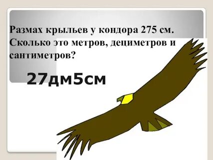 Размах крыльев 20