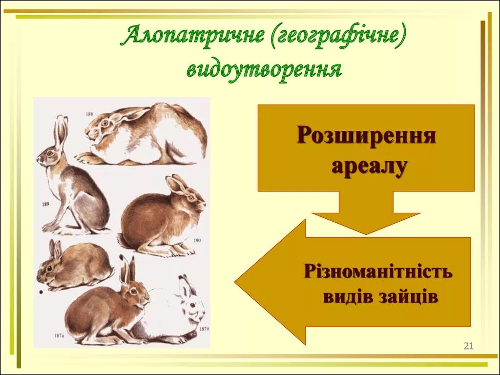 Аллопатрическое видообразование. Географическое видообразование. Аллопатрическое (географическое) видообразование. Географическое видо оброзование. Разделение по способу питания расширение ареала