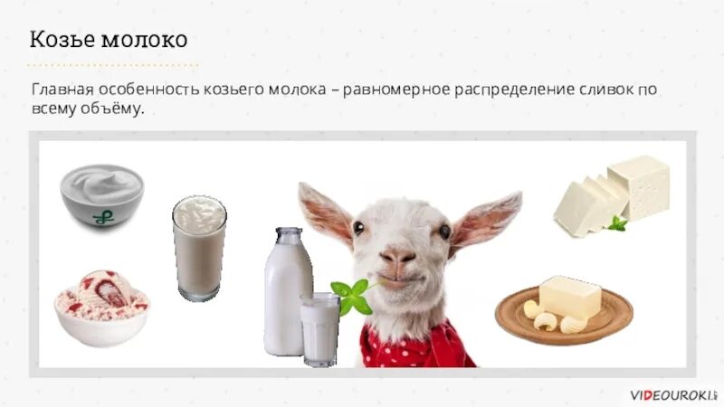 Козье молоко. Козьей молоко презентация. Польза козы. Коза молоко.