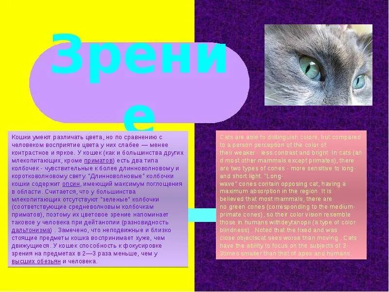 Кошки различают цвета или нет. Кошки различают цвета. цветовое восприятие кошек. различают ли кошки цвета. цветовое зрение кошек.