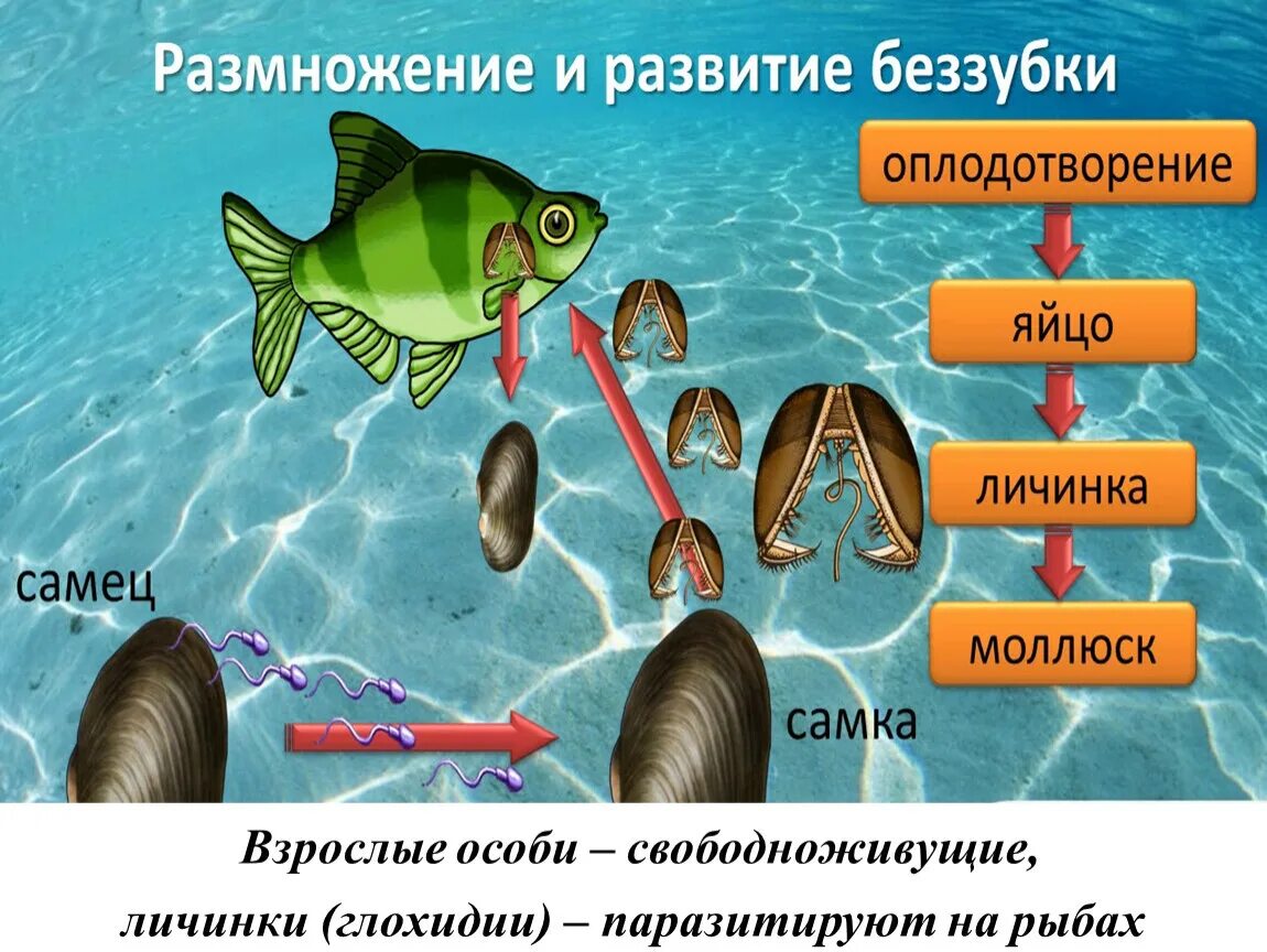 Способы размножения и особенности развития моллюсков. Глохидии моллюсков. глохидий паразитическая личинка беззубки у рыб. двустворчатый моллюск глохидия. личинки беззубки на рыбах паразиты.