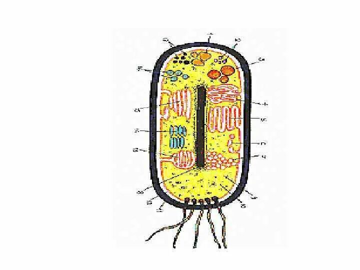 Прокариоты рисунок. Строение прокариотической клетки. Клетка бактерии прокариоты. Прокариотическая клетка кишечная палочка. Клетка прокариот рисунок.