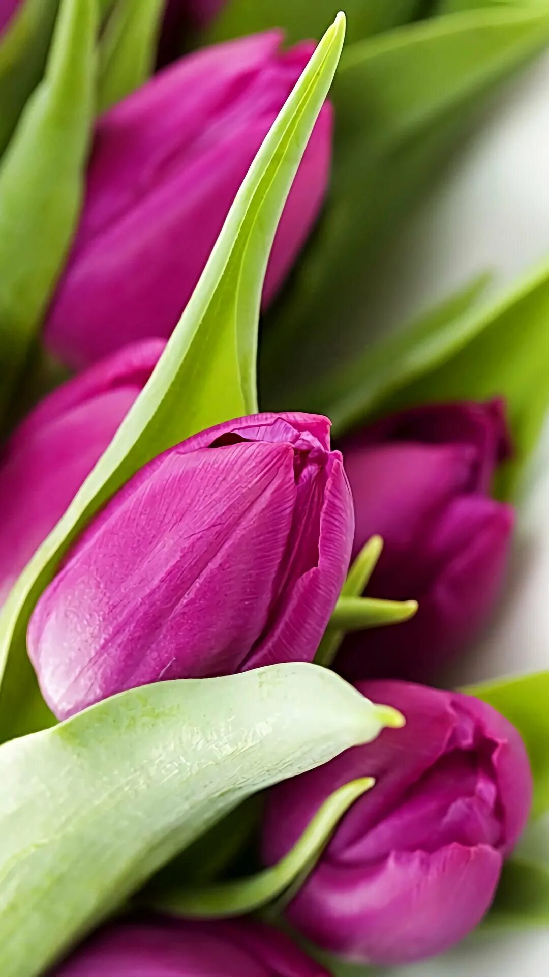 Тюльпан Грин Вейв. Цветы тюльпаны. Красивые тюльпаны. Тюльпан сиреневый. Картинки на телефон март вертикальные