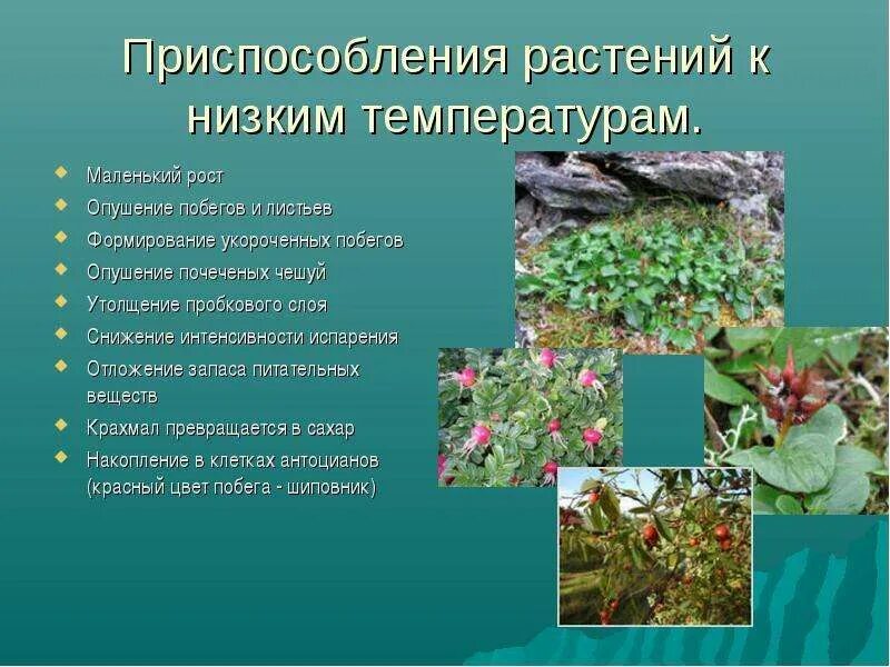 Какие приспособления к окружающей. Адаптация растений к температуре. приспособления растений к низким температурам. приспособление растений к холоду. адаптации растений к низким температурам.