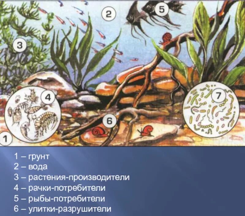 Определите какие организмы живут в аквариуме лабораторная. Экосистема аквариума. Биогеоценоз аквариума. Аквариум искусственная экосистема. Экосистема аквариума обитатели.