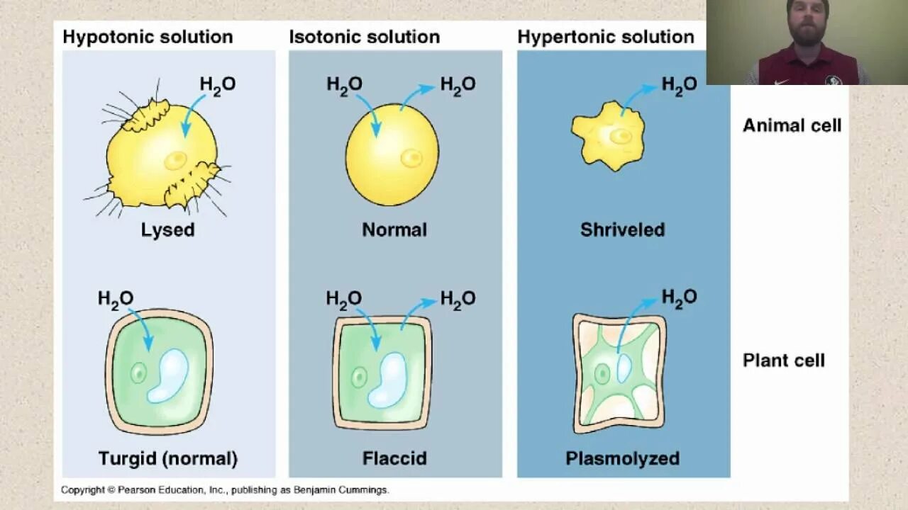 Плазмолиз раствор. Осмос в растительной клетке. Hypertonic Hypotonic Isotonic.