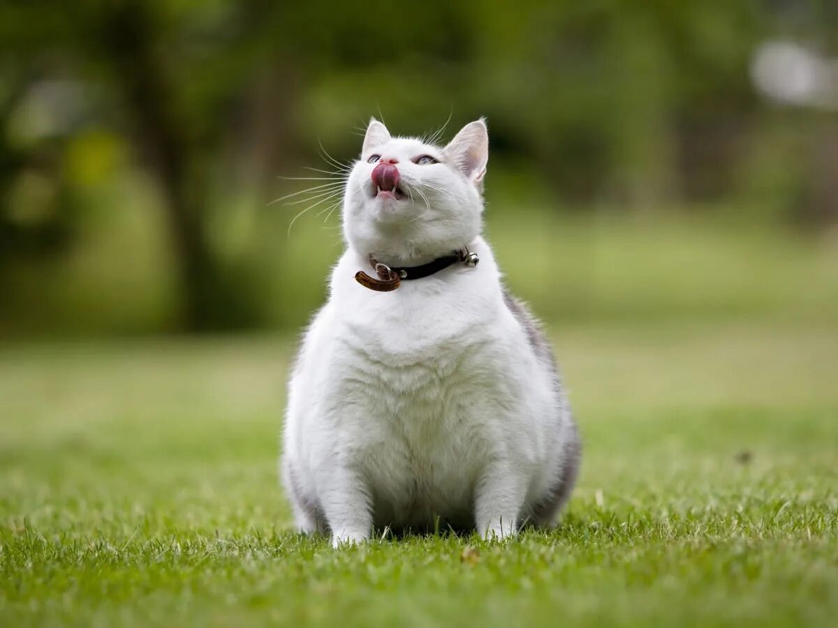 Толстый кот. Ожирение у кошек. Кошка с ожирением фото. Породы кошек которые могут страдать ожирение. Fat pets