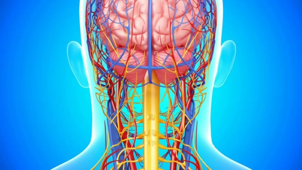 Венозная дисциркуляция головного мозга. Сосуды головного мозга и шеи.
