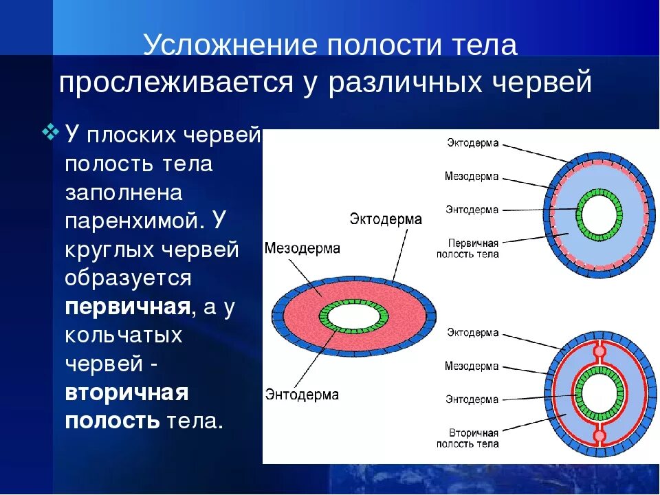 Тип полости тела. Полости тела первичная вторичная смешанная таблица. первичная и вторичная полость тела у животных. схема полость тела первичная и вторичная. полость тела круглых червей 7 класс.