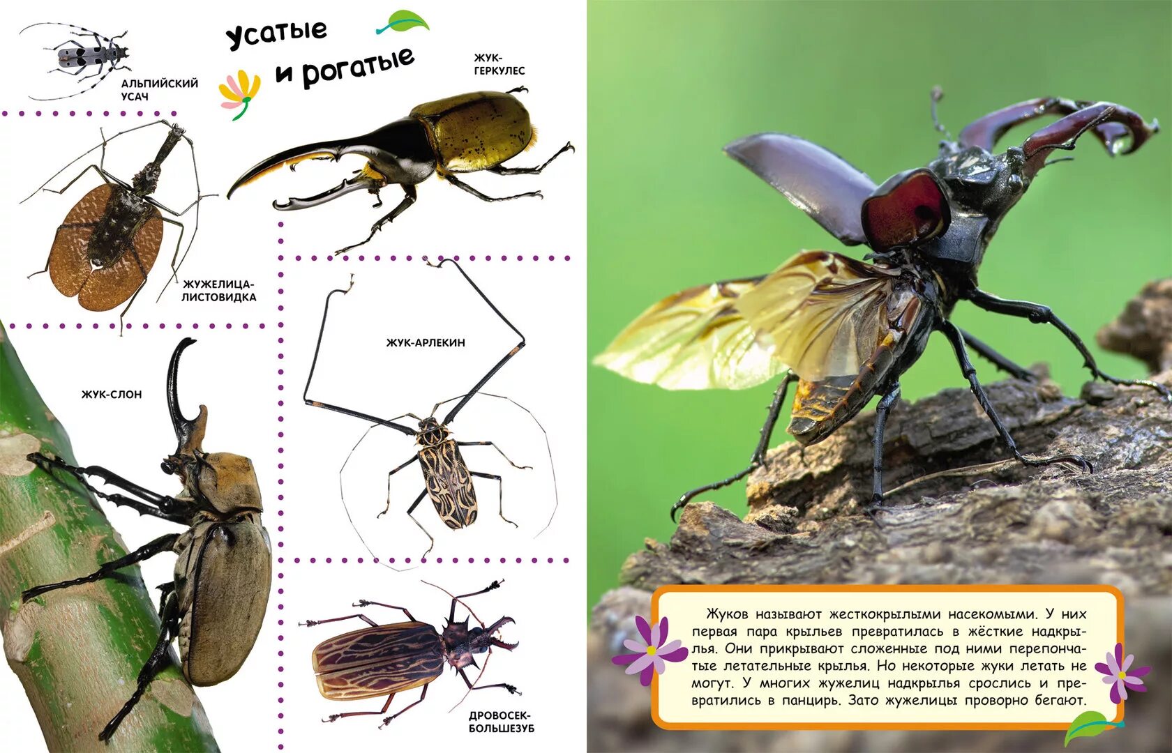 Энциклопедии для детей "жуки". Насекомые для дошкольников. Насекомые название насекомых. Картинки насекомых с названиями.